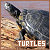 Turtles
