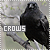 Crows