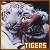 Tigers